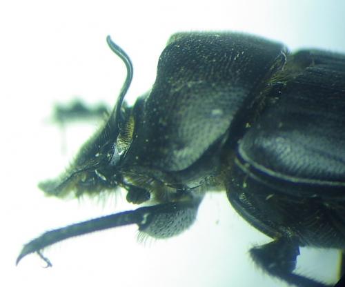 Onthophagus verticicornis